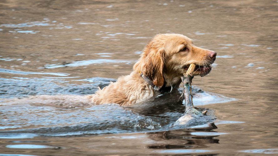 golden retriever w wodzie niesie patyk