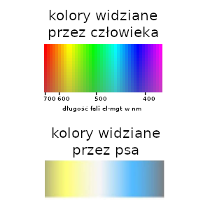 jakie kolory widzi pies